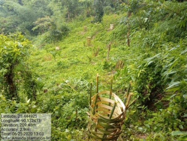 C:\Users\user\Downloads\Viilage insection photo\Gambegre Block\Aminda Simsangre\plantation aminda.jpg